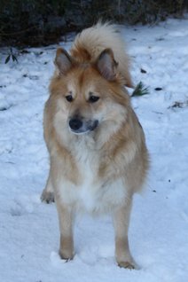 Surtsey's Ysa, pensioneret avlshund, nu familiehund